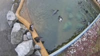 Hofgeismar - Sababurg Zoo - Humboldt penguins