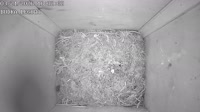 Nest box
