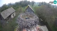 Jasenovac - Lonjsko polje - Storks