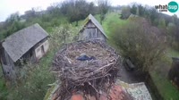 Jasenovac - Lonjsko polje - Storks