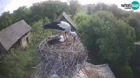 Jasenovac - Lonjsko polje - Storks