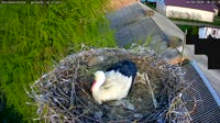 Kozubszczyzna - stork's nest on a field