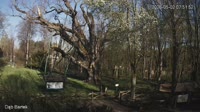 Zagnańsk - Dąb Bartek