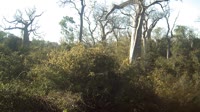 Parco Nazionale Kirindy Mitea - Stazione di ricerca Ankoatsifaka
