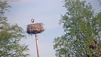 Grabenstätt - Winkl - Bociany
