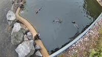 Hofgeismar - Sababurg Zoo - Pingwiny peruwiańskie