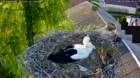 Kozubszczyzna - stork's nest on a field
