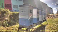 Apiary