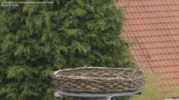 Ludwigsburg - Storks