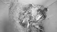Nest box