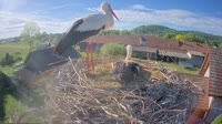 Tillmitsch - Storks