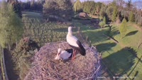 Strzelce - Storks