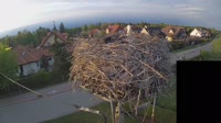 Storks