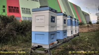 Apiary
