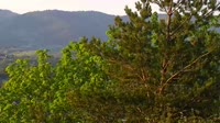 Panoramic view