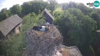 Jasenovac - Lonjsko polje - Storks