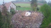Mokry Dwór - Storks