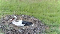 Filippiada - Storks