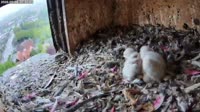 Schüttorf - Wanderfalke