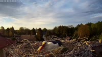 Storks
