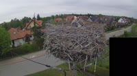 Storks