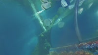 Qawra - Acuario Nacional de Malta