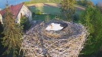 Mokry Dwór - Storks