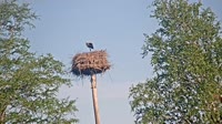 Grabenstätt - Winkl - Cicogne