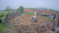 Tillmitsch - Cicogne