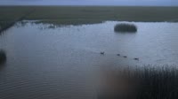 Doñana National Park - Caño de Rosalimán