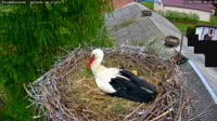 Kozubszczyzna - stork's nest on a field