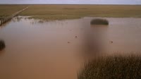 Nationalpark Coto de Doñana - Caño de Rosalimán