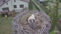 Molendy - Storks