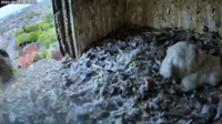Schüttorf - Peregrine Falcon