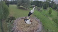 Strzelce - Storks