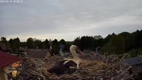 Storks
