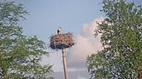 Grabenstätt - Winkl - Cicogne