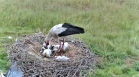 Filippiada - Storks