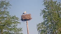 Grabenstätt - Winkl - Störche