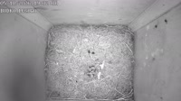Nest box