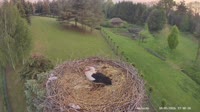 Strzelce - Storks