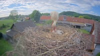 Tillmitsch - Storks