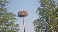 Grabenstätt - Winkl - Cicogne