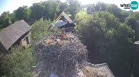 Jasenovac - Lonjsko polje - Gandrai
