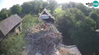 Jasenovac - Naturpark Lonjsko polje - Störche