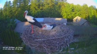 Zastawki - Storks