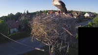 Storks