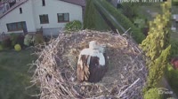 Molendy - Storks