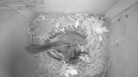 Nest box