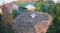 Mokry Dwór - Storks